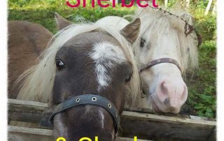 Sherbert & Shadow Therapy Ponies